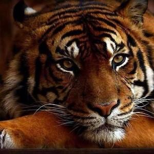 Meet your Posher, Connie